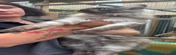 Maine Coon cats for sale: Black smoke Maine coon kittens - Advert 7