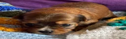 Yorkshire Terrier dogs for sale: Super Health tested Ocean Pearl /coloured Yorkies  - Advert 13
