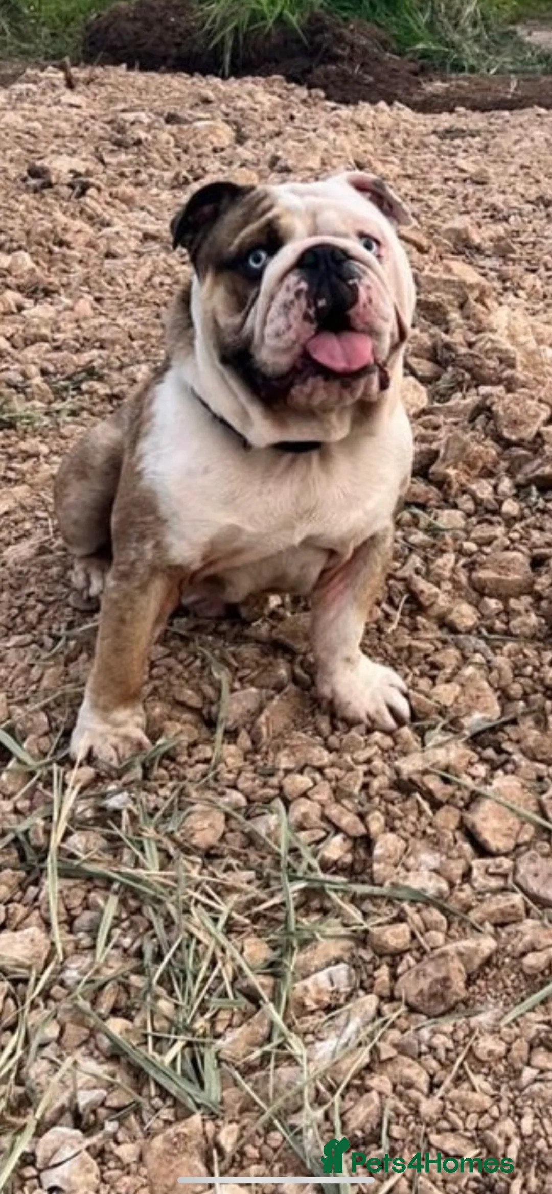 English Bulldog dogs for stud: PROVEN -SHRINKABULLS bloodline.  in Coventry - Advert 5