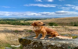 Golden Retriever dogs for sale: Gorgeous Field Retriever (Golden) Pups  - Image 1