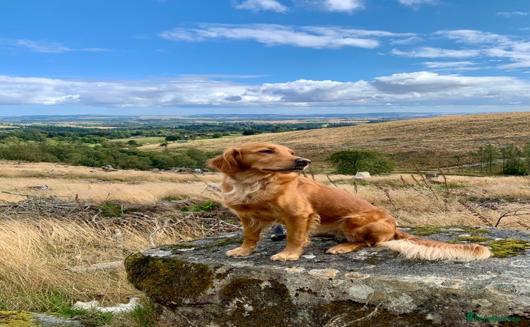 Golden Retriever dogs - Advert 2