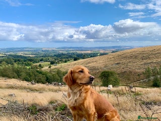 Golden Retriever dogs - Advert 2