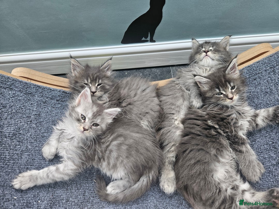 Maine Coon cats for sale: HIGH SILVER EHITE  GIRL ✨TICA REG BREEDER - Image 7