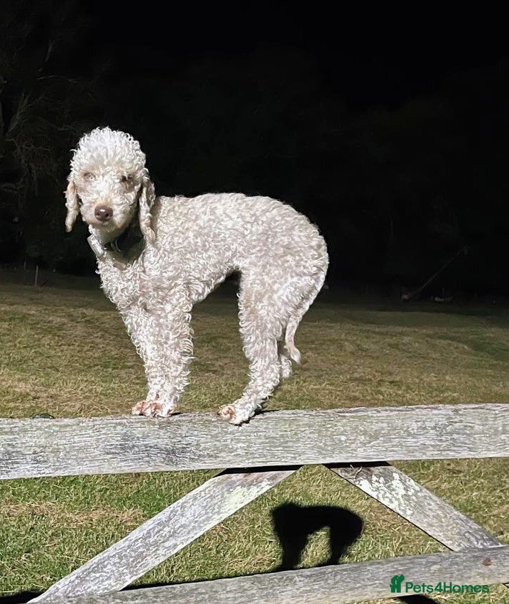 Bedlington Terrier dogs DNA tested purebred Bedlington terrier  - Advert 16