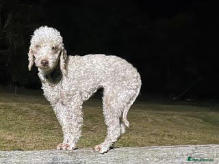 Bedlington Terrier dogs DNA tested purebred Bedlington terrier - Advert 16