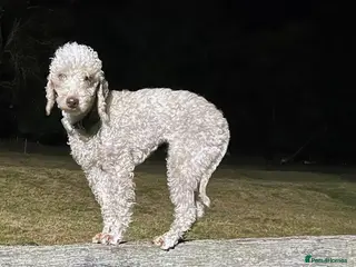 Bedlington Terrier dogs DNA tested purebred Bedlington terrier - Advert 2