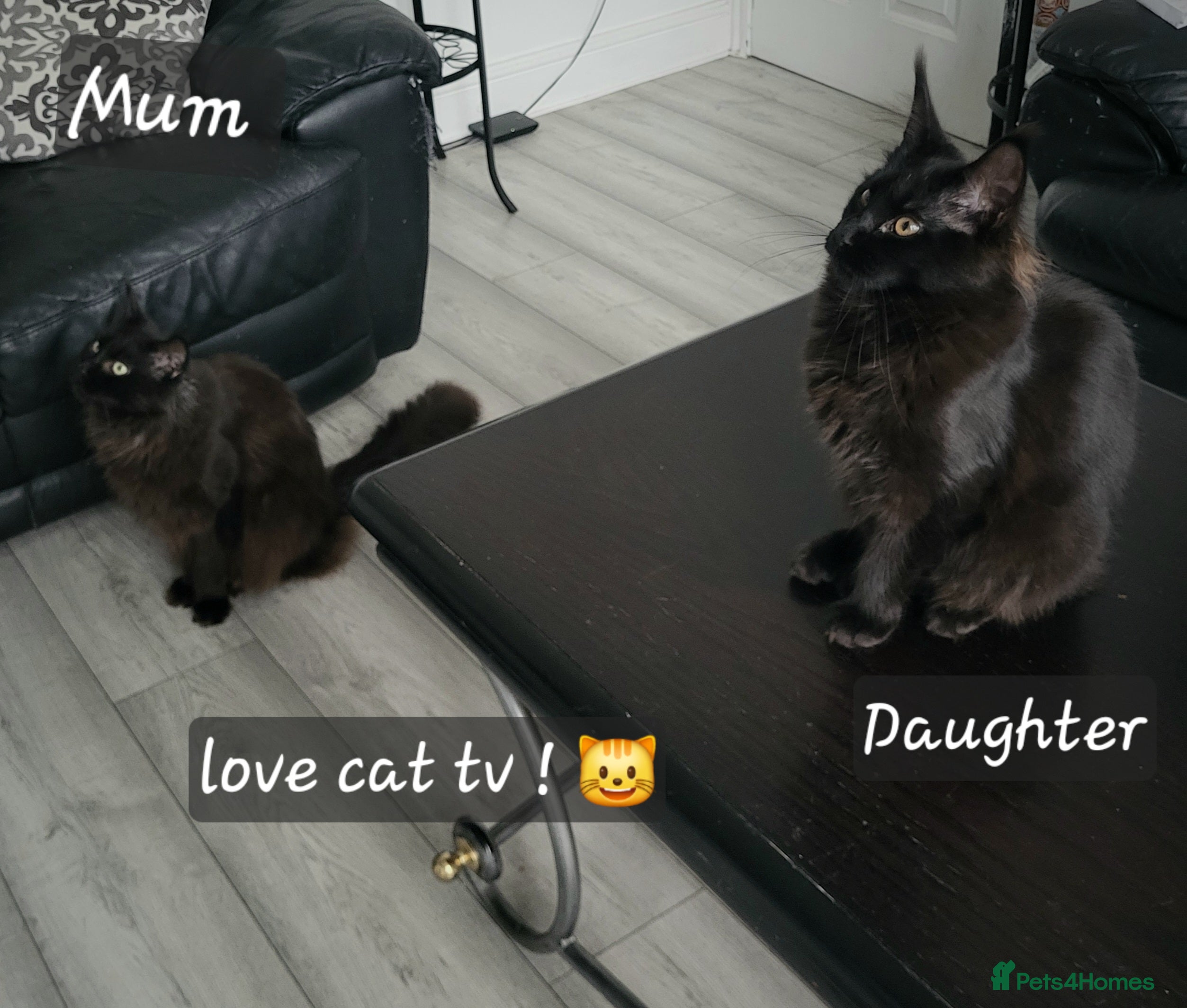 Maine Coon cats Beautiful Maine coon ready for her forever 🏡  - Advert 10