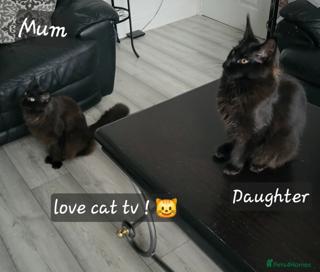 Maine Coon cats for sale: Beautiful Maine coon ready for her forever 🏡  - Advert 7