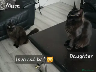 Maine Coon cats Beautiful Maine coon ready for her forever 🏡 - Advert 10