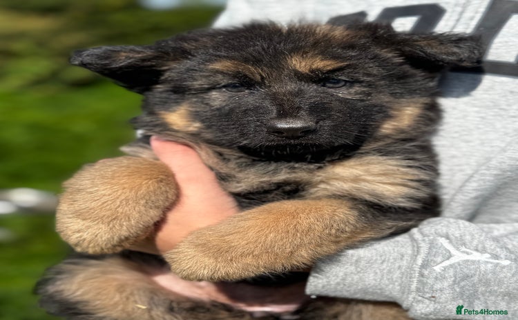 German Shepherd dogs - Advert 3