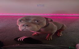 American Bully dogs for sale: Junior - Image 2