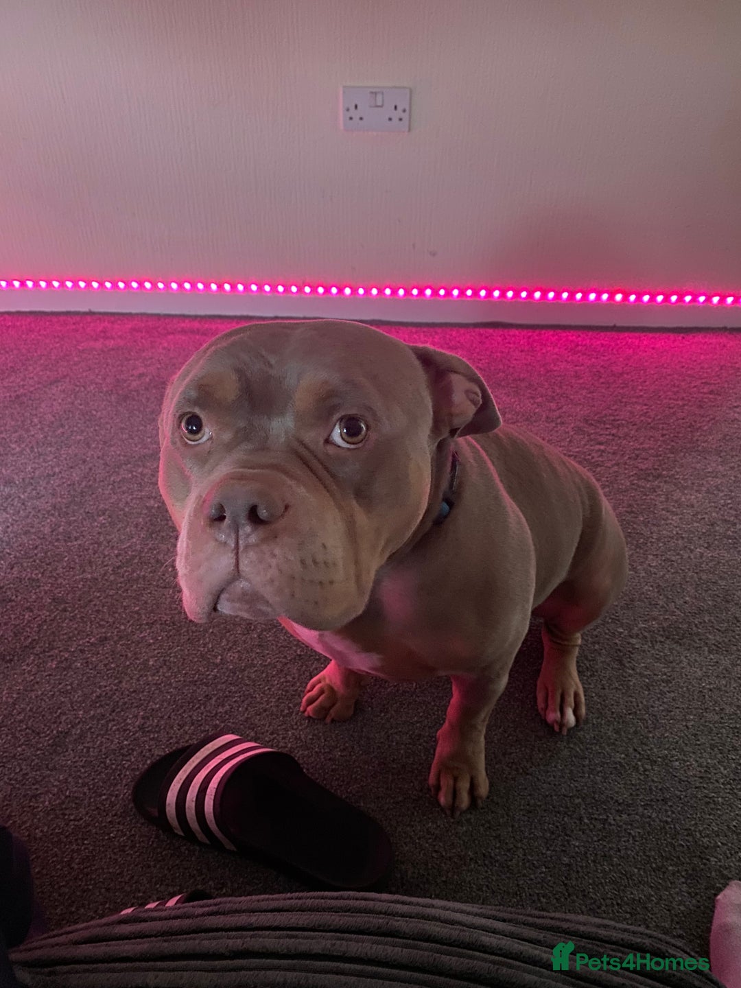 American Bully dogs for sale: Junior - Image 2