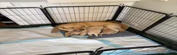 Labrador Retriever dogs for sale: LOVELY BITCH PUPS AVAILABLE  - Advert 2