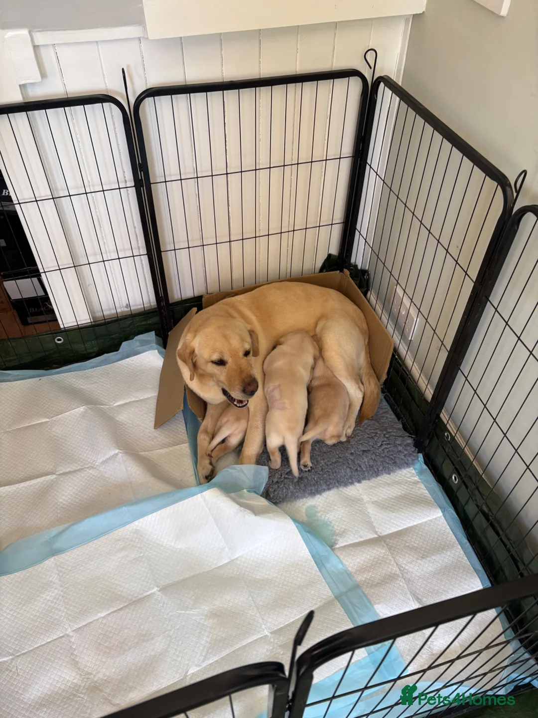 Labrador Retriever dogs for sale: LOVELY BITCH PUPS AVAILABLE  - Advert 2