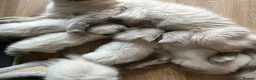Ragdoll cats for sale: STUNNING  - Advert 3