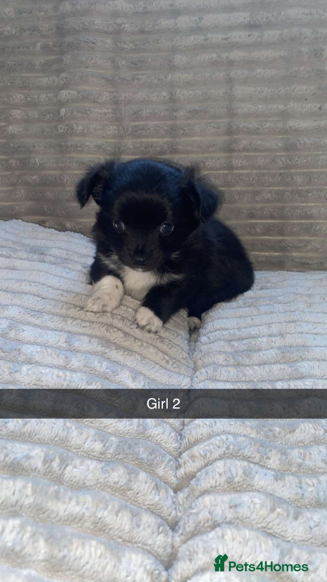 Chihuahua dogs for sale: stunning chihuahua puppies - Image 6