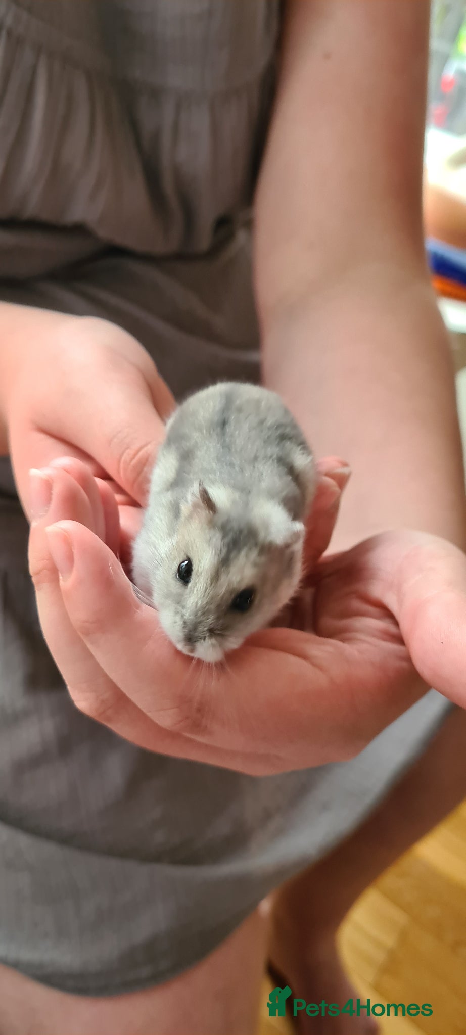 Hamster rodents Winter White dwarf hamster with cage and supplies - Advert 1