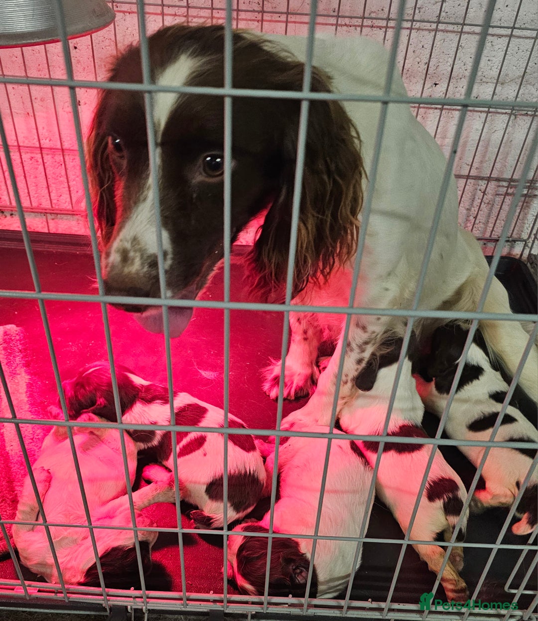English Springer Spaniel dogs for sale: Working Springer Spaniel Pups L/w - Advert 11