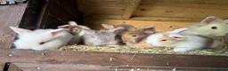 Lionhead rabbits for sale: Lion lop rabbits - boys and girls  - Advert 6