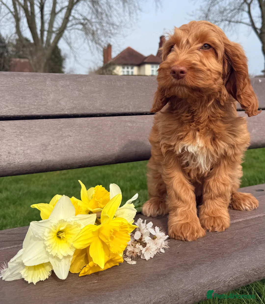 Australian Labradoodle dogs for sale: Australian labradoodle ***READY NOW*** - Advert 2