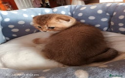 British Shorthair cats for sale: British grey shorthair and Scottish fold - Image 8