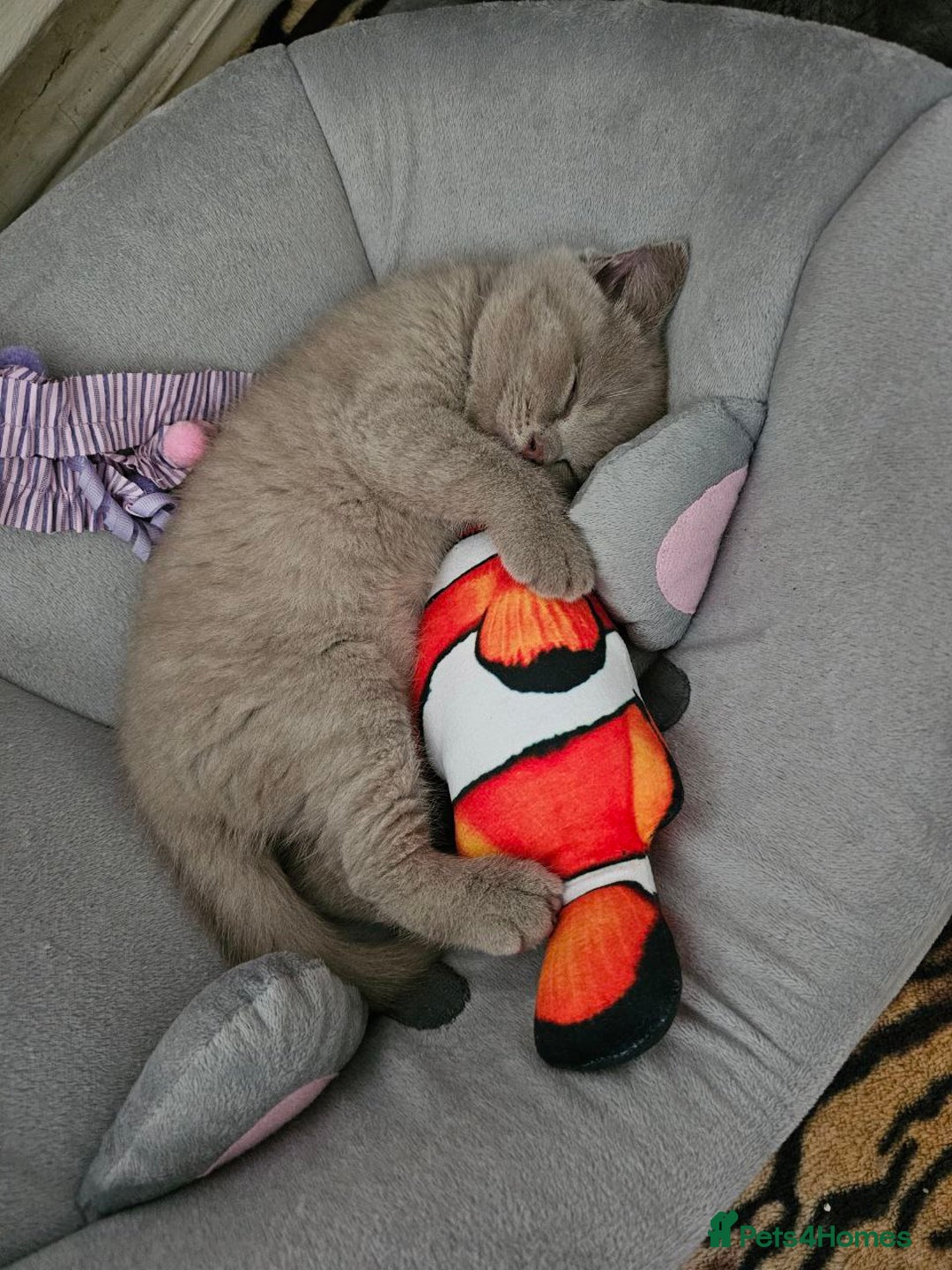 British Shorthair cats for sale: British Shorthair - Ready for Their Forever Homes! - Image 6