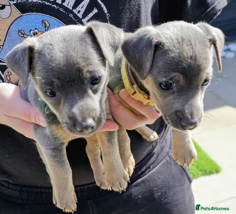 Jack Russell dogs Miniature Blue Jack Russell Much Wenlock boy puppy - Advert 2