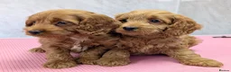 Cockapoo dogs for sale: Licensed breeder, health tested F1 cockapoo pups - Advert 7
