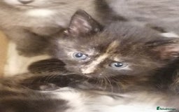 Mixed Breed cats for sale: Outstandingly gorgeous mixed kittens  - Image 14