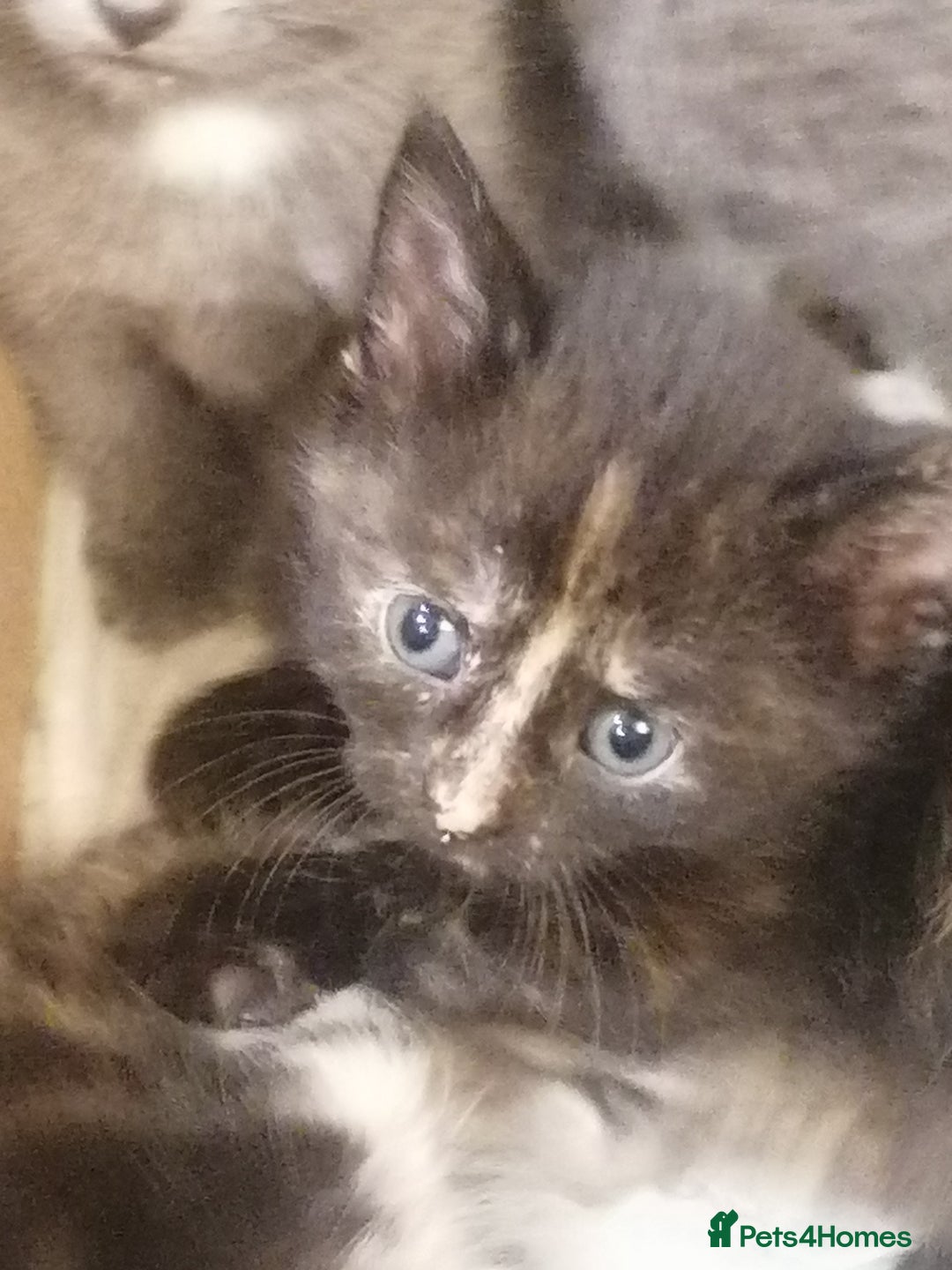 Mixed Breed cats for sale: Outstandingly gorgeous mixed kittens  - Image 14