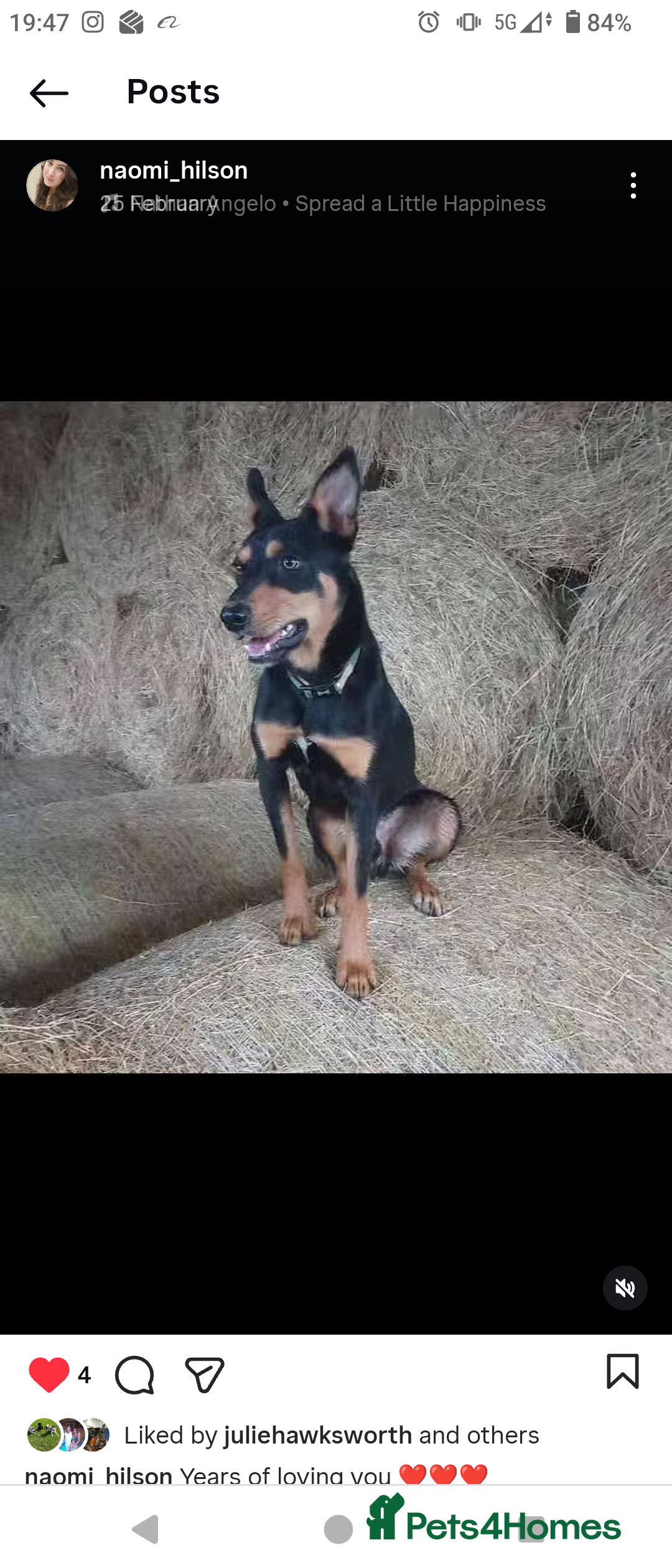 Mixed Breed dogs Huntaway X German shepherd X  - Advert 18