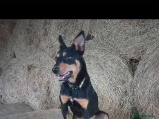 Mixed Breed dogs Huntaway X German shepherd X - Advert 18