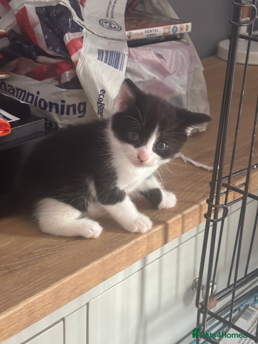 Mixed Breed cats for sale: Kittens for sale  - Image 2