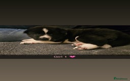 Akita dogs for sale:  American/ Japanese Akitas - Advert 3