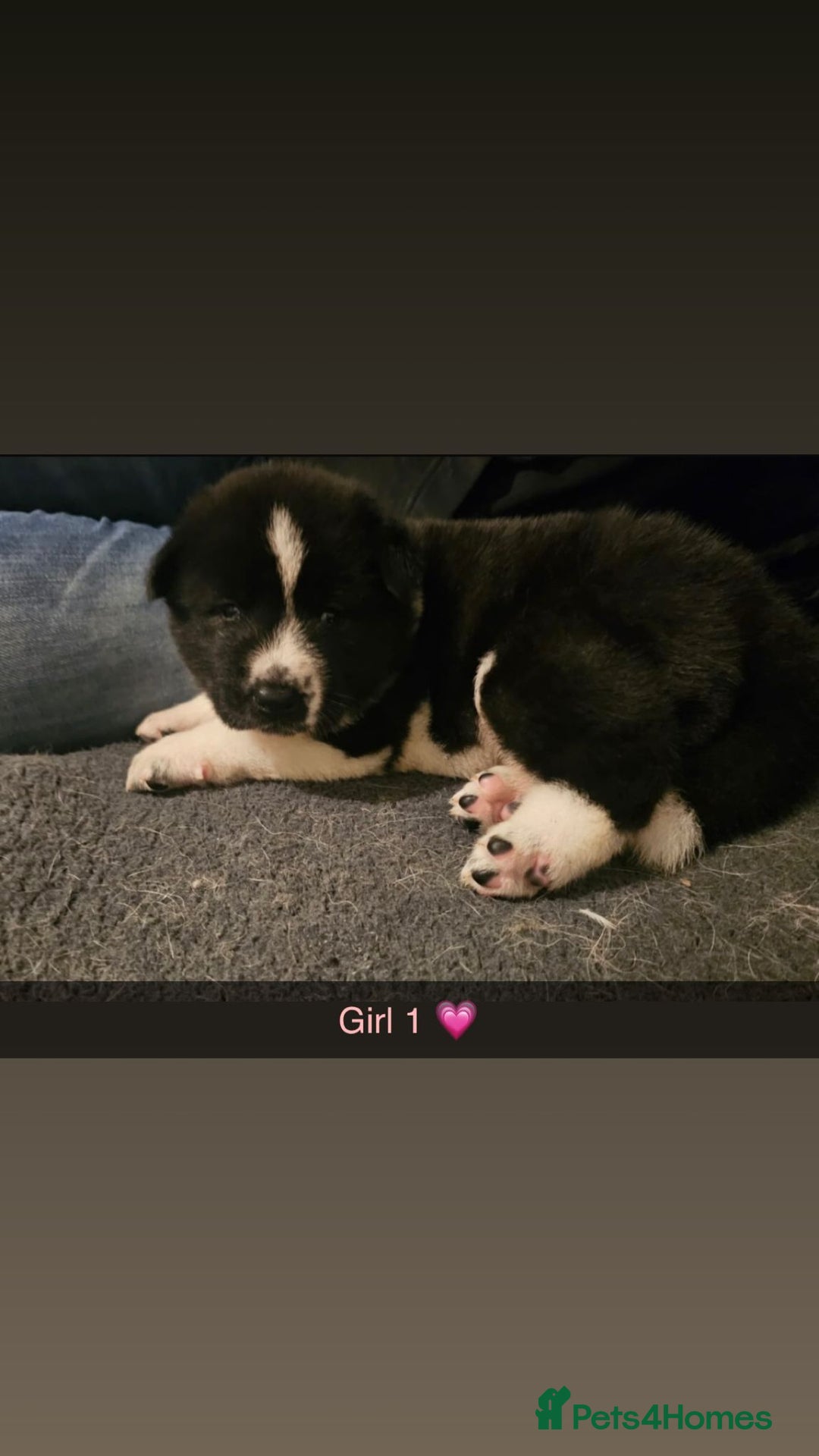 Akita dogs for sale:  American/ Japanese Akitas - Advert 3