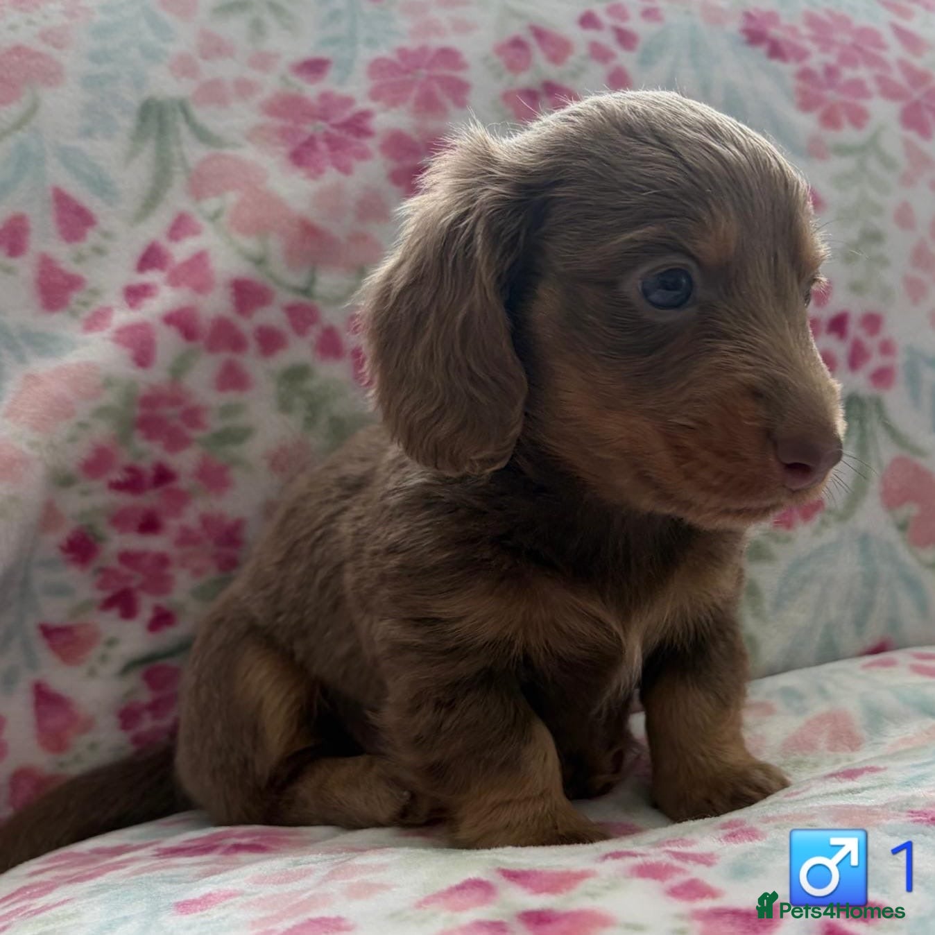 Miniature Dachshund dogs Miniature Dachshund KC Reg Longhair Isabella & Tan - Advert 1