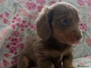 Miniature Dachshund dogs Miniature Dachshund KC Reg Longhair Isabella & Tan - Advert 1