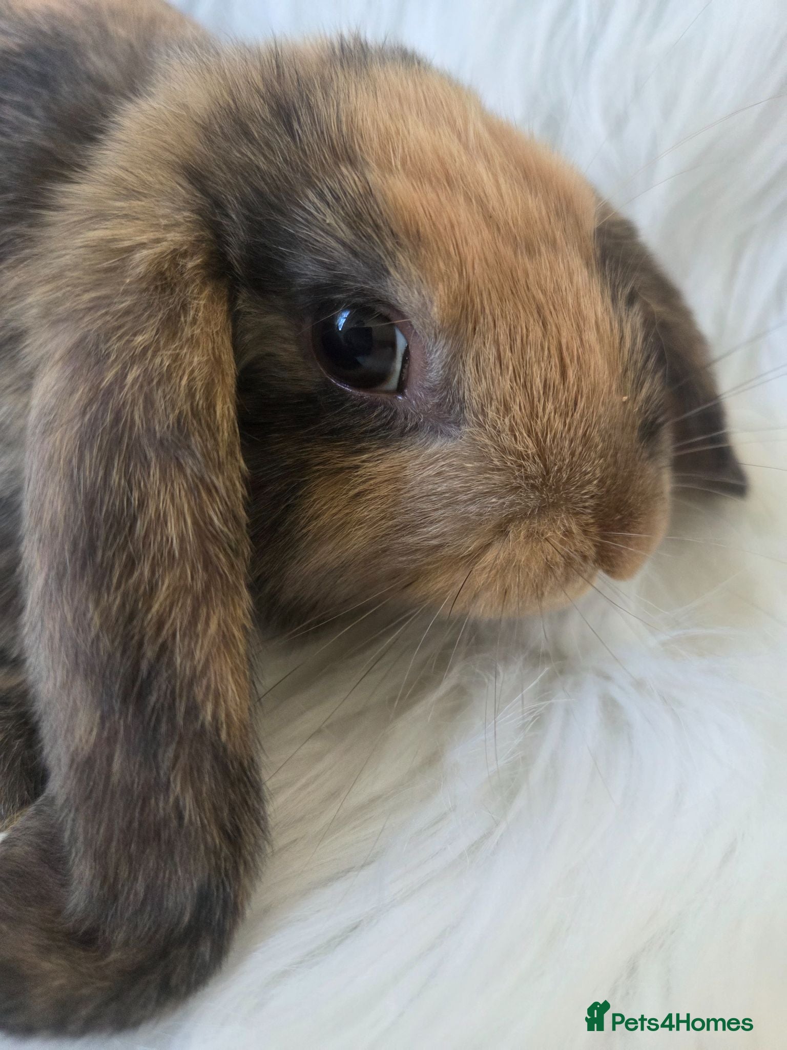 Mini Lop rabbits Beautiful mini lops boys and girls avalible . - Advert 1