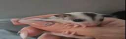 Sugar Glider rodents for sale: Beautiful White Face Mosaic Sugar Glider - Advert 2