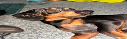 Miniature Dachshund dogs for sale: Female miniature dapple dachshund - Advert 2