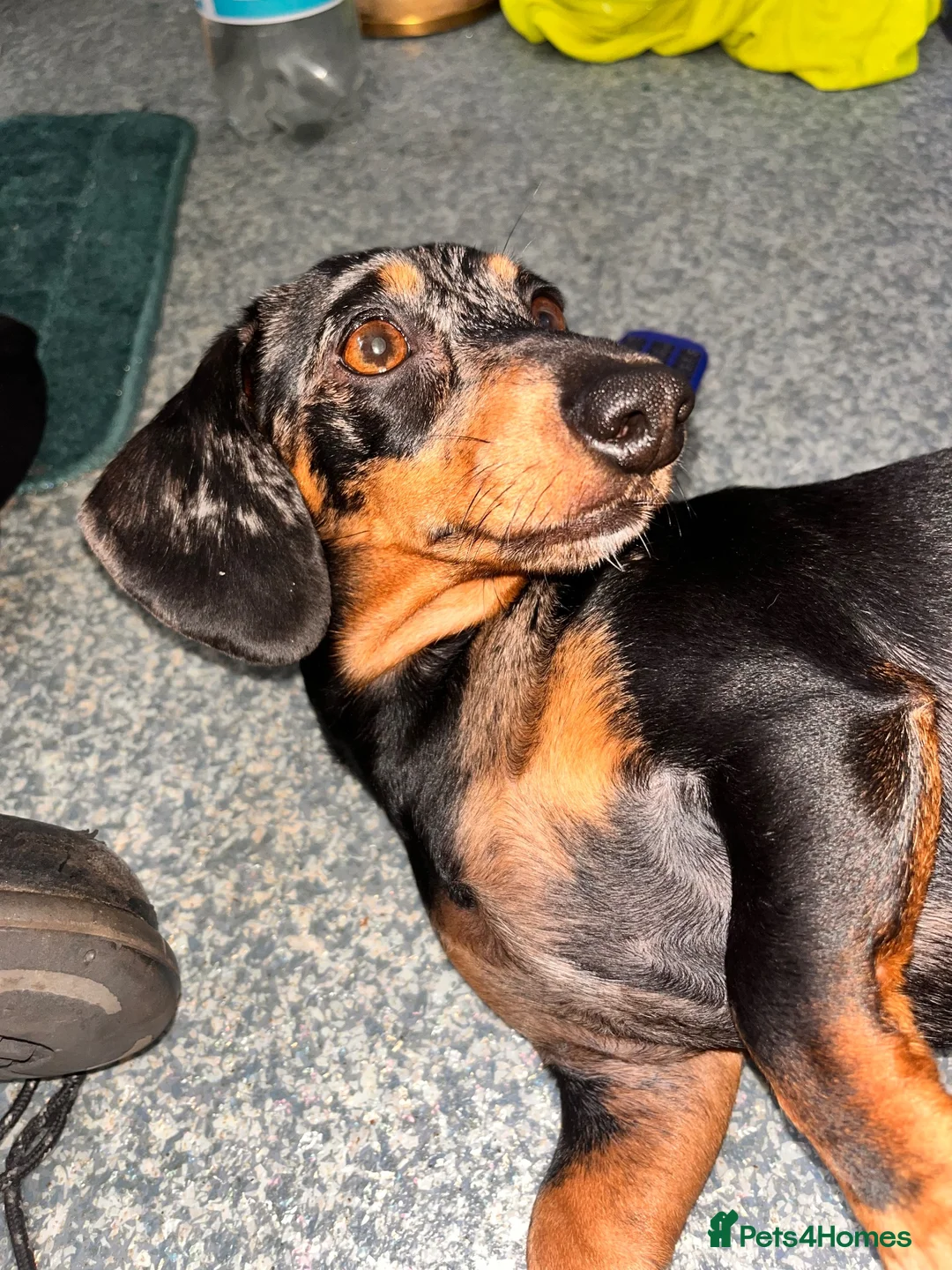 Miniature Dachshund dogs for sale: Female miniature dapple dachshund - Advert 2