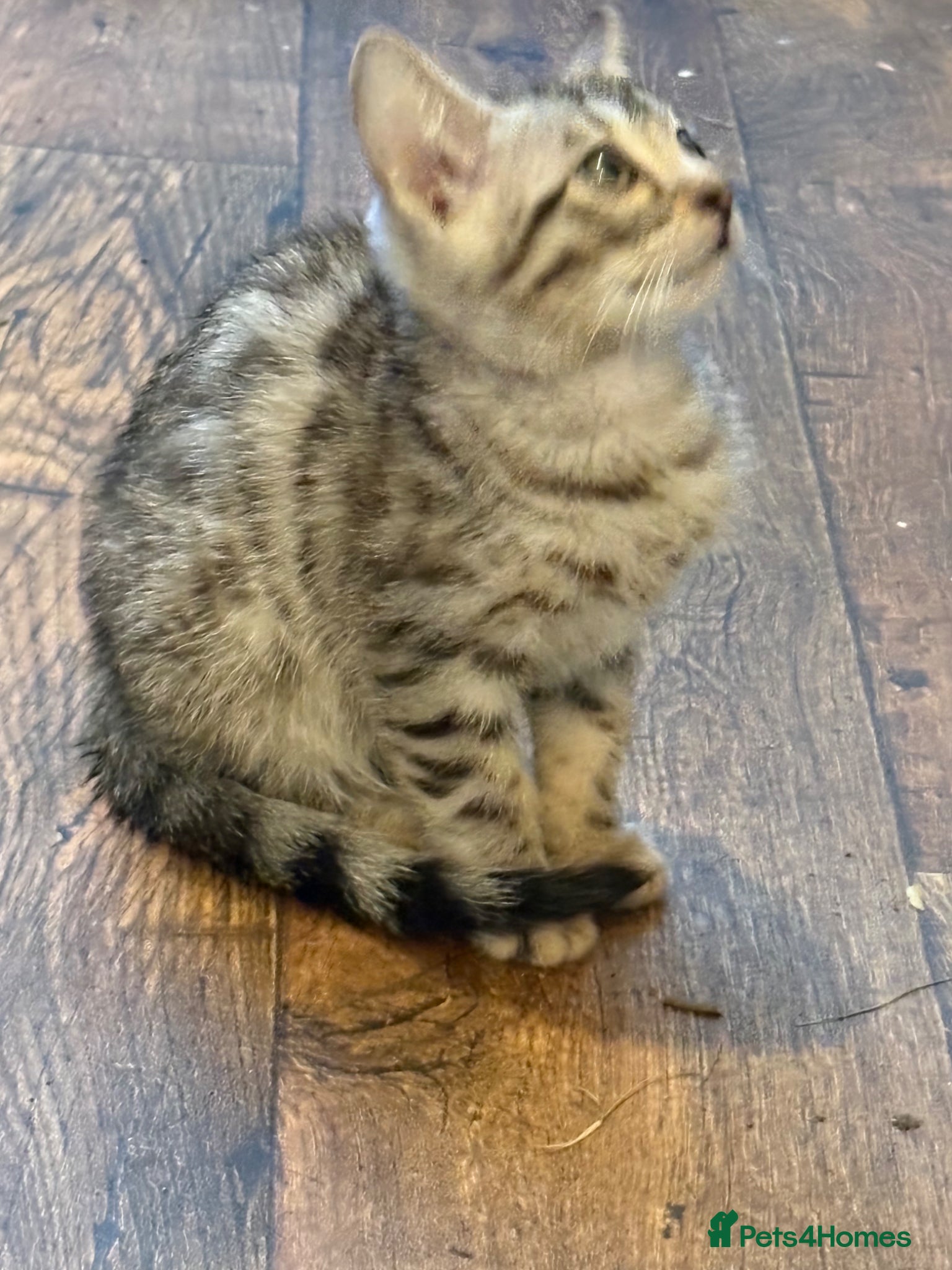 Bengal cats for sale: Registered Silver Spotted Bengal - Advert 3