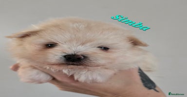 Mixed Breed dogs - Advert 6