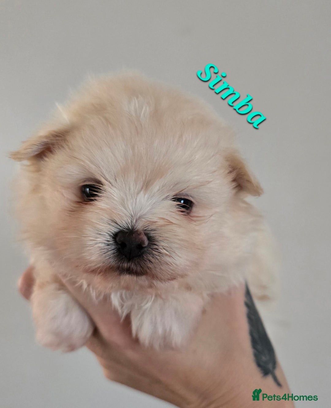 Mixed Breed dogs for sale: F1 Maltipom puppies from health tested parents  - Image 8