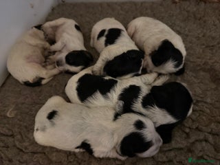 Cocker Spaniel dogs Blue roan kc register health tested pups - Advert 18