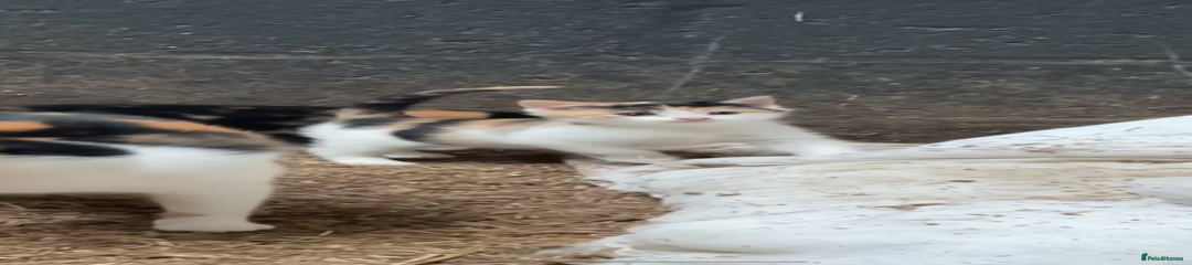 British Shorthair Kitten 2