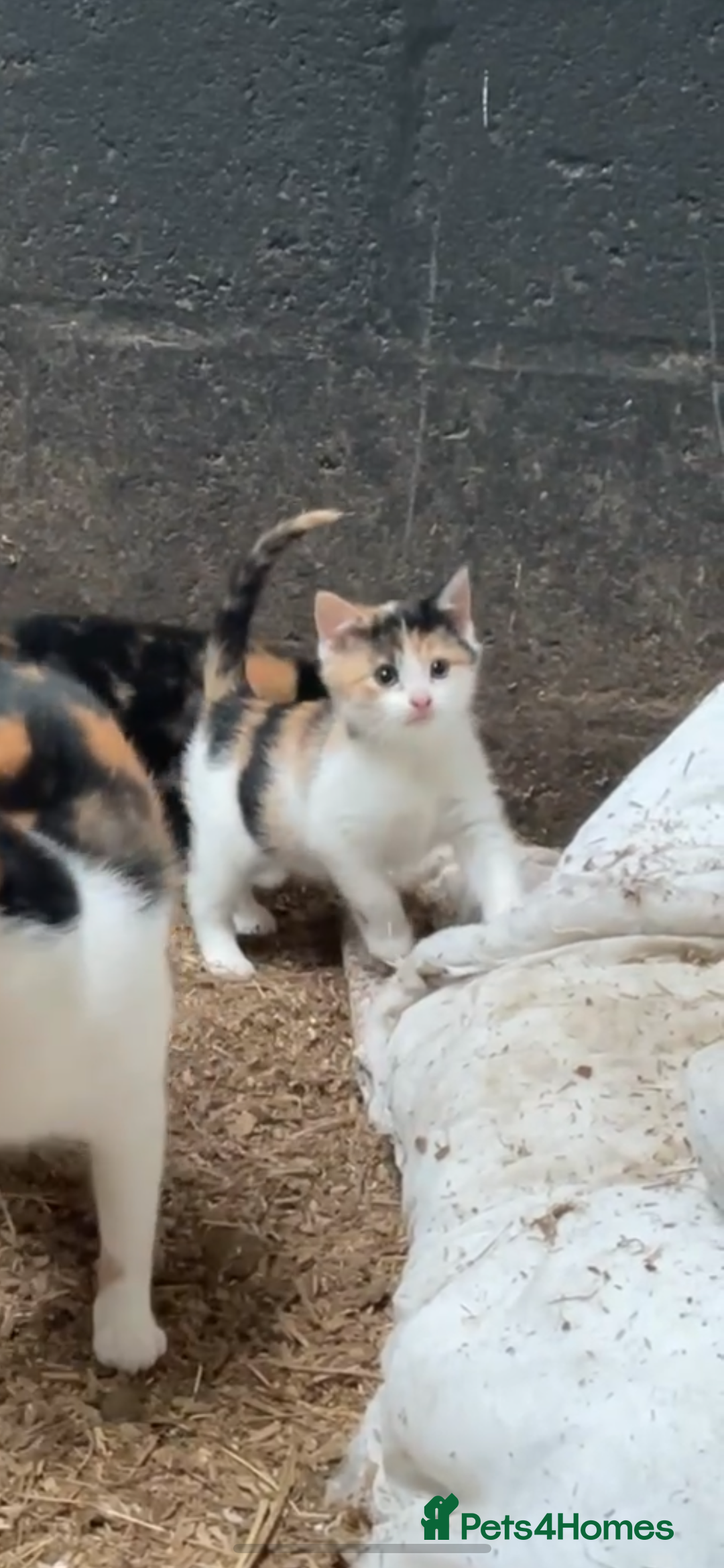 British Shorthair cats for sale: Gorgeous female kittens ready now - Image 4