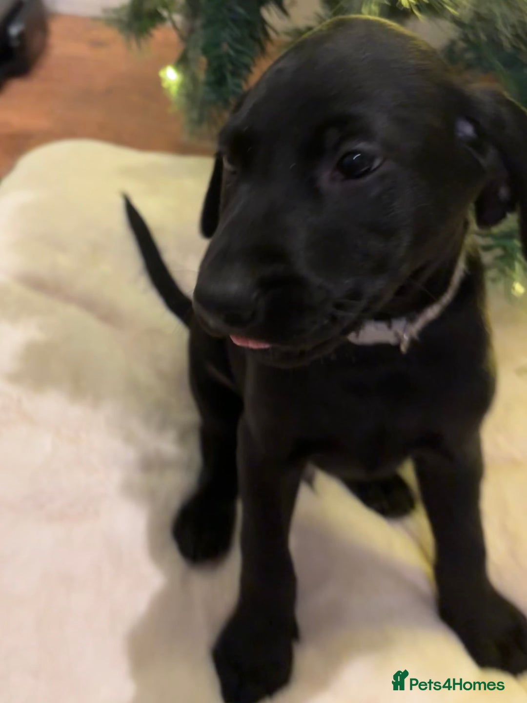 Labrador Retriever dogs for sale: Fully Health Tested Outstanding KC Reg Puppies - Advert 16