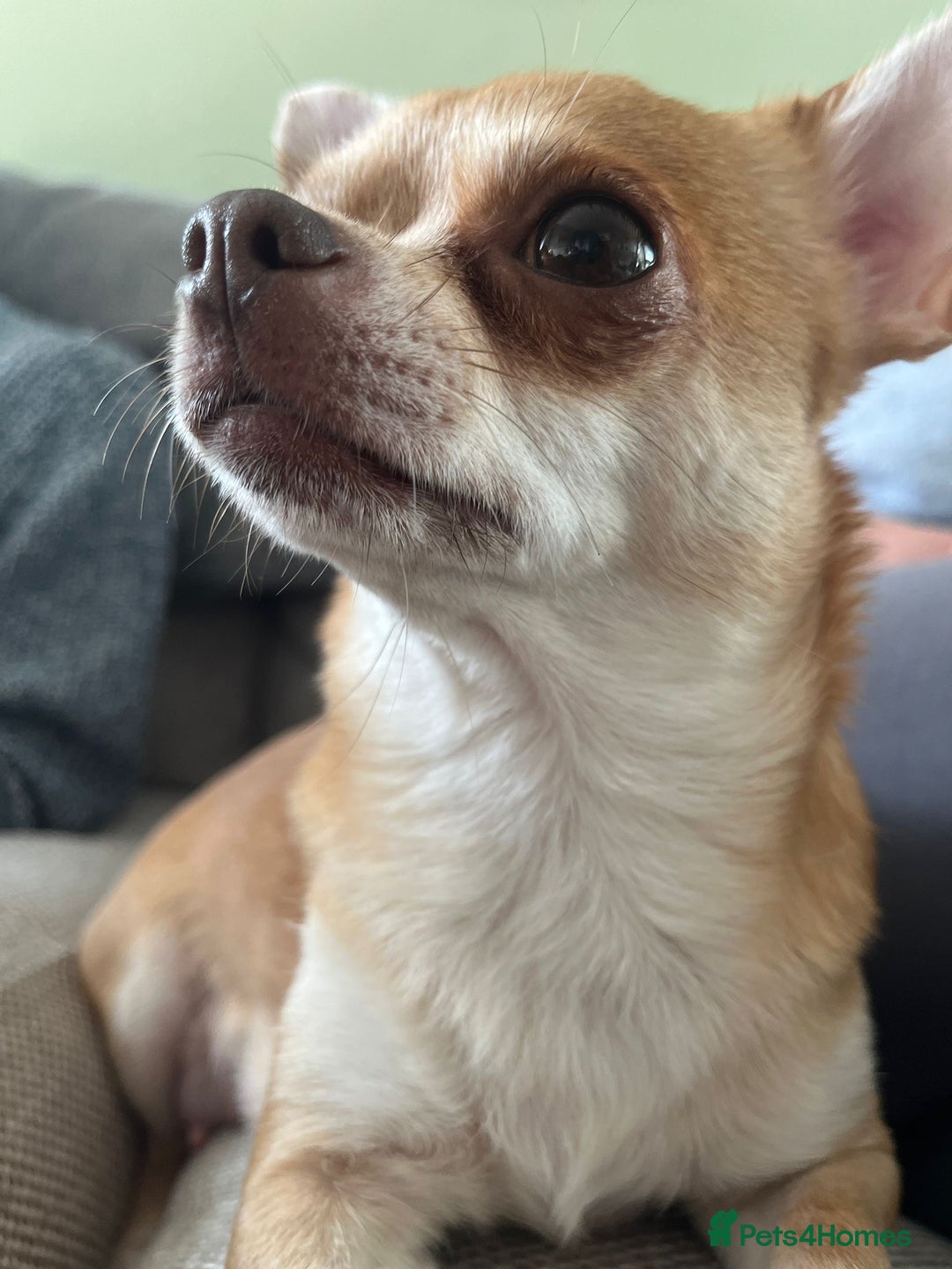 Chihuahua dogs for sale: Two beautiful Chihuahua Puppies  - Image 6