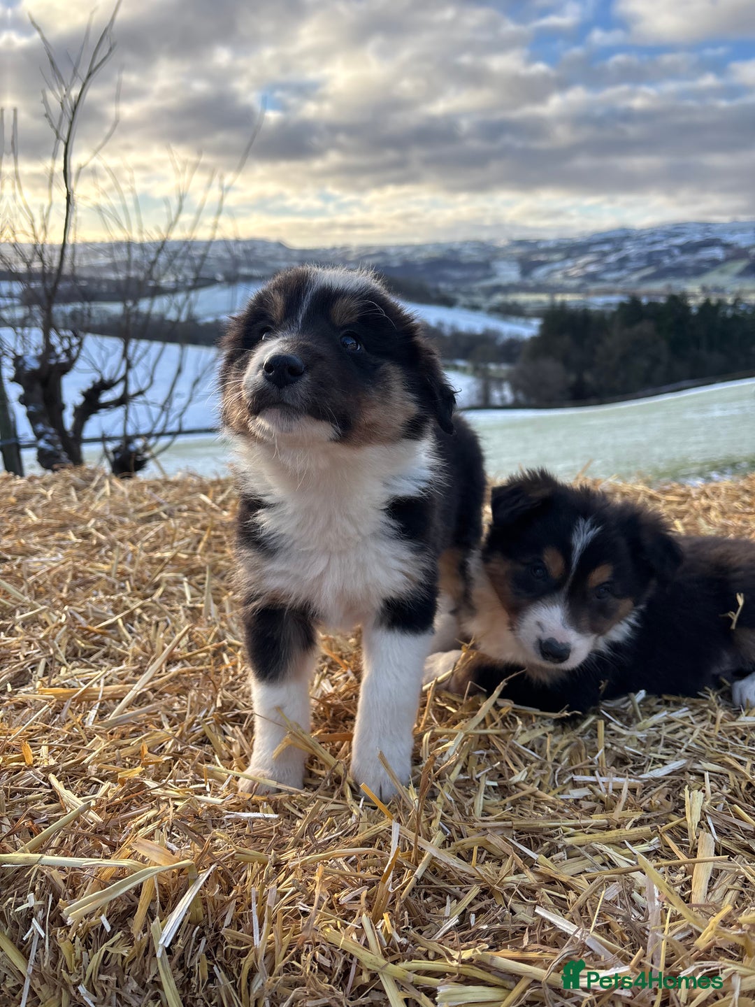 Border Collie dogs for sale: Quality Long Coated Tri Border Collie Puppies - Advert 10
